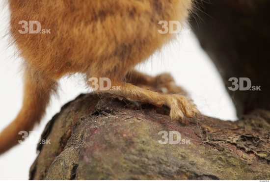 Foot Dormouse