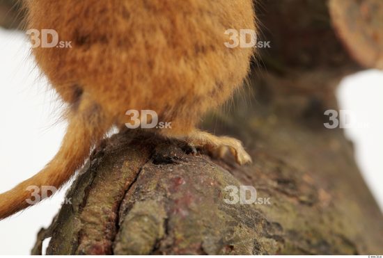 Foot Dormouse