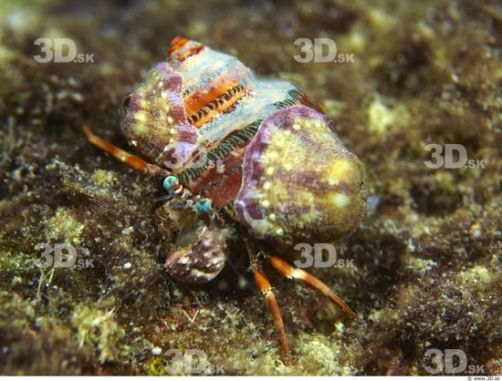 Underwater life