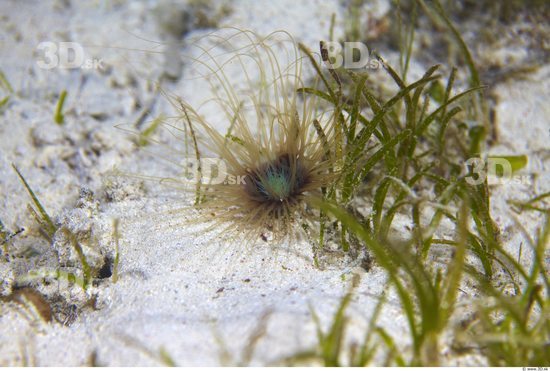 Underwater life