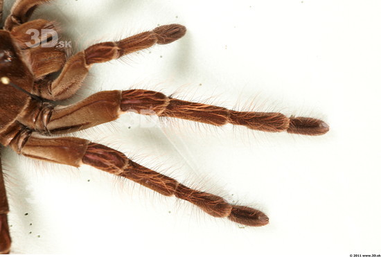 Leg Spider