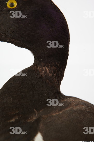 Neck Duck