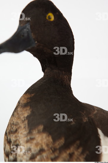 Neck Duck