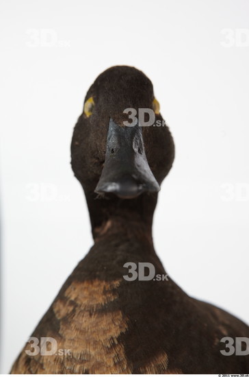 Head Duck