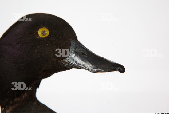 Mouth Duck