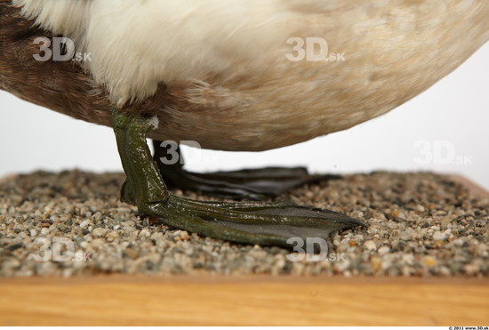 Leg Duck