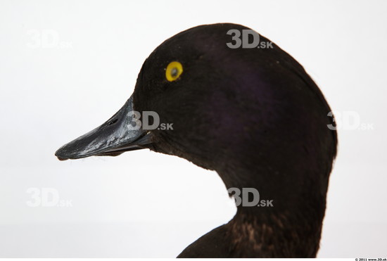 Head Duck