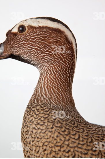 Neck Duck