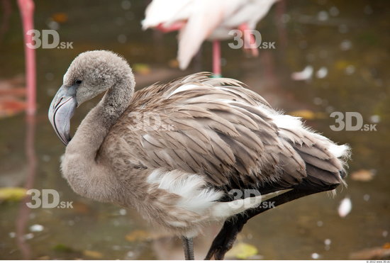 Whole Body Flamingos