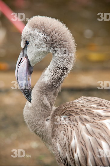 Head Flamingos
