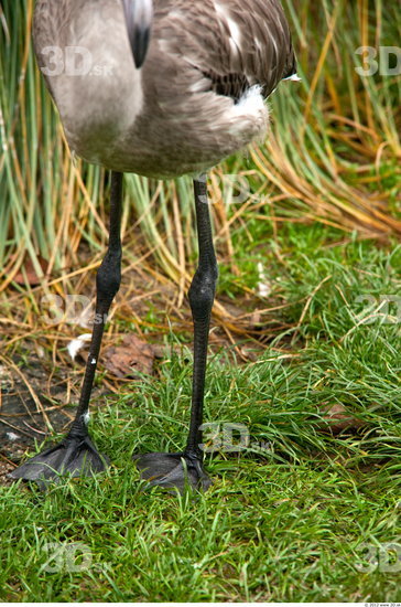 Leg Flamingos