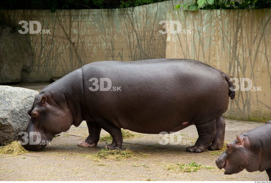 Whole Body Hippopotamus