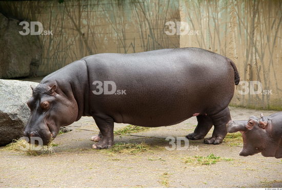 Whole Body Hippopotamus