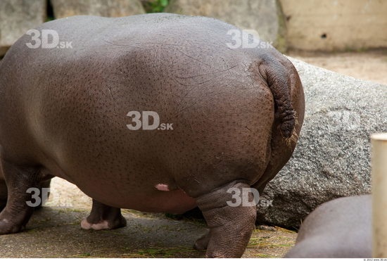 Tail Hippopotamus