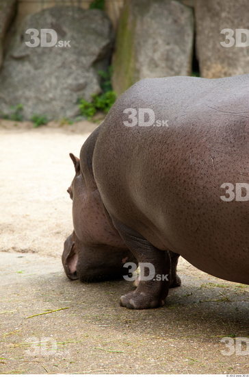 Tail Hippopotamus