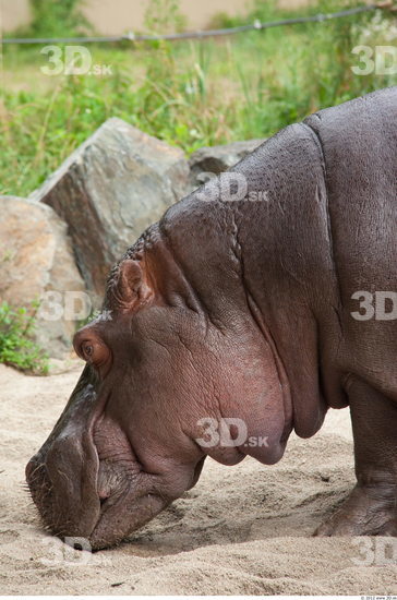 Head Hippopotamus