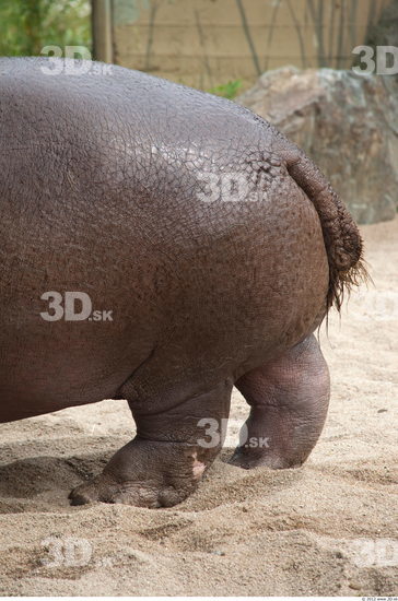 Tail Hippopotamus