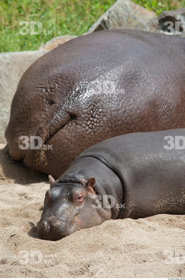 Head Hippopotamus