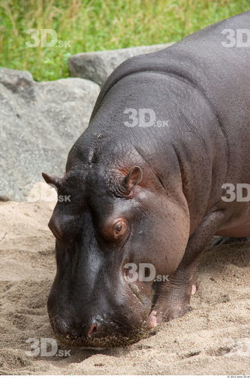 Head Hippopotamus