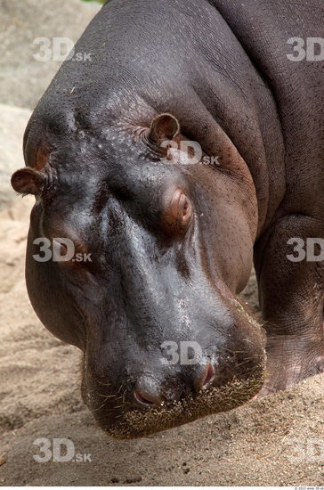 Head Hippopotamus