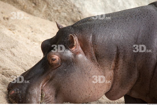 Head Hippopotamus