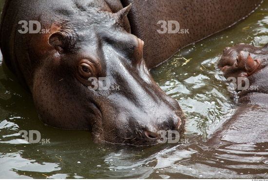 Head Hippopotamus