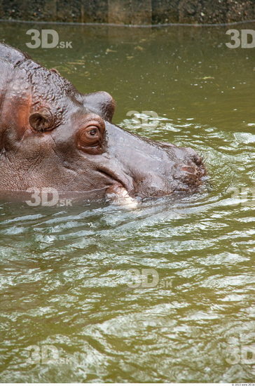 Head Hippopotamus