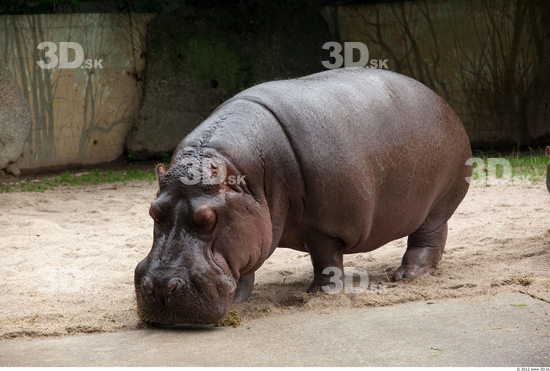 Whole Body Hippopotamus