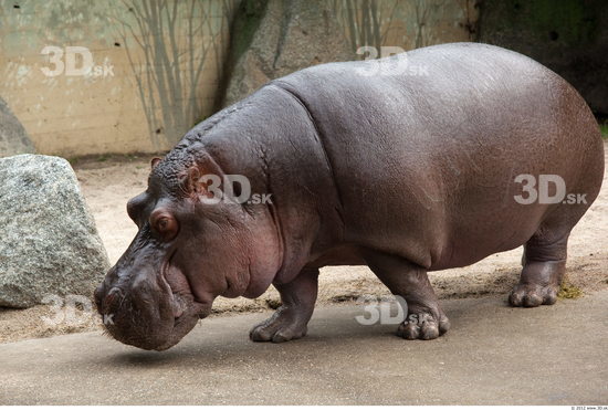 Whole Body Hippopotamus