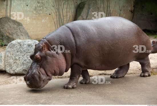 Whole Body Hippopotamus