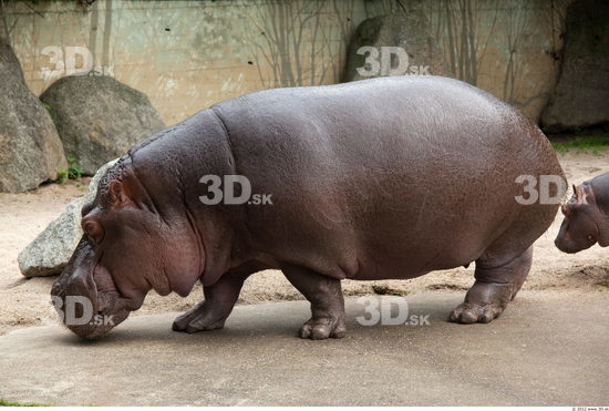 Whole Body Hippopotamus