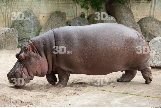 Whole Body Hippopotamus