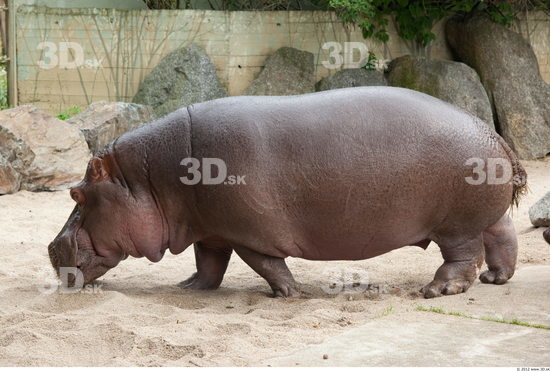 Whole Body Hippopotamus