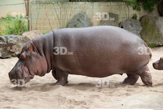 Whole Body Hippopotamus