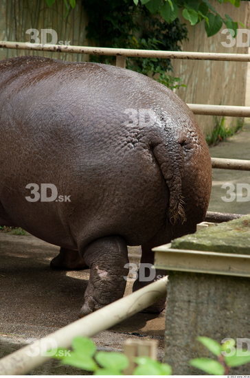 Tail Hippopotamus