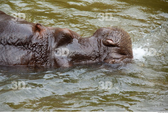 Head Hippopotamus