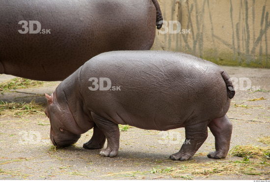 Whole Body Hippopotamus