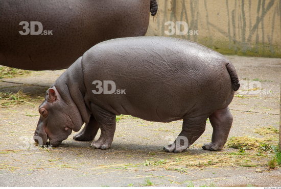 Whole Body Hippopotamus