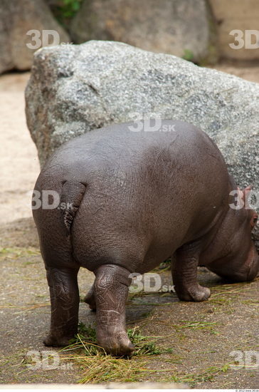 Whole Body Hippopotamus