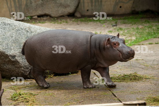 Whole Body Hippopotamus