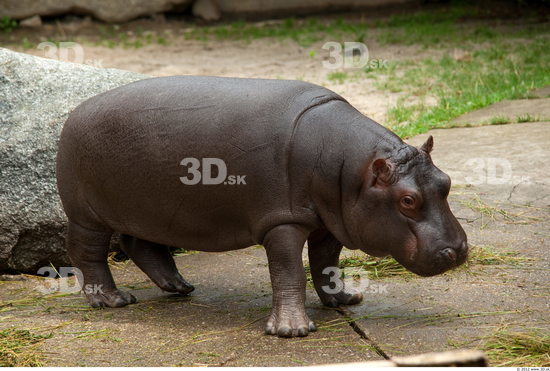 Whole Body Hippopotamus