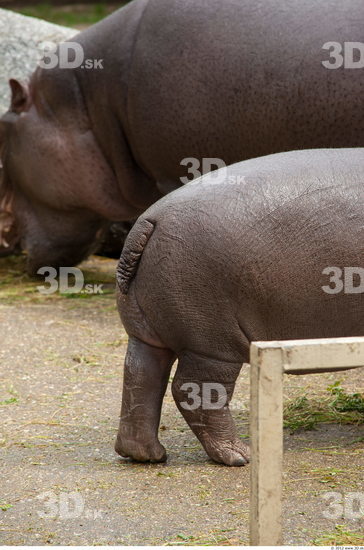 Whole Body Hippopotamus