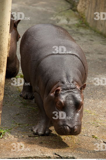 Whole Body Hippopotamus