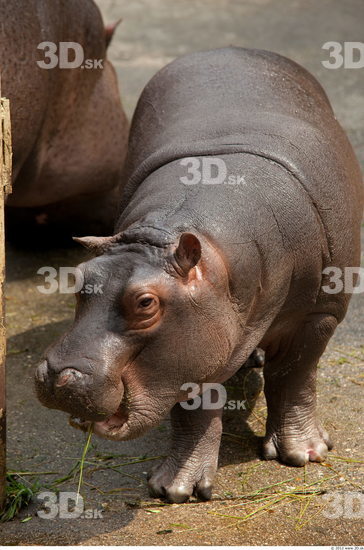 Whole Body Hippopotamus