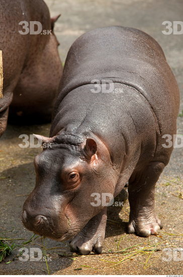 Whole Body Hippopotamus