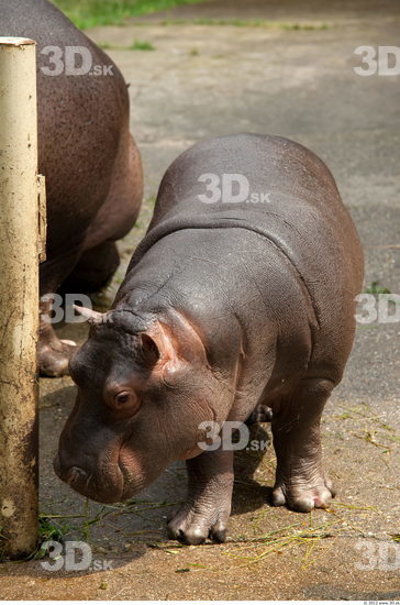 Whole Body Hippopotamus