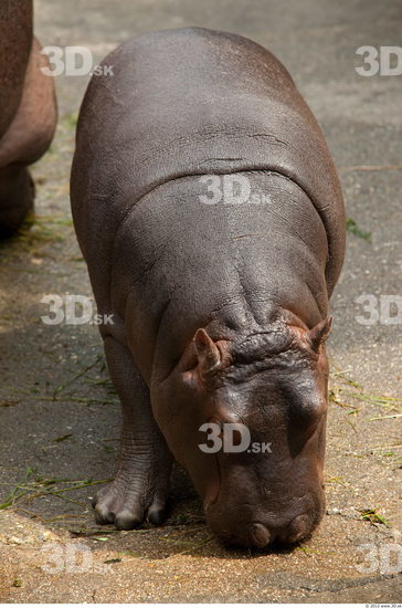 Whole Body Hippopotamus