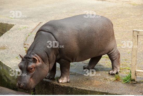 Whole Body Hippopotamus