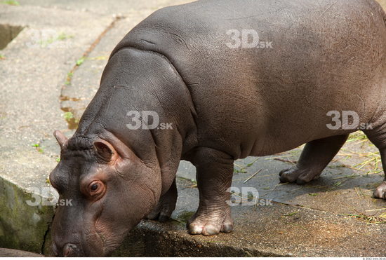 Whole Body Hippopotamus