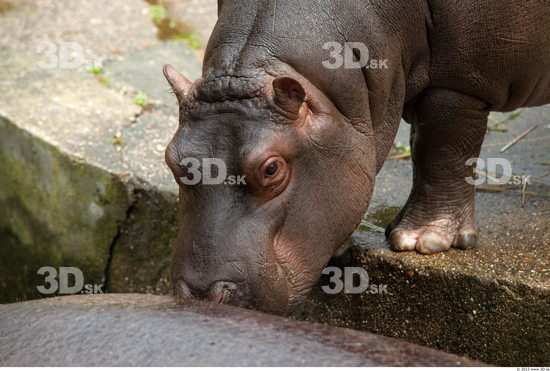 Head Hippopotamus